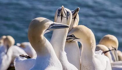 九游app官网下载-VALORANT 选手竞技状态持续火爆，valorant战绩